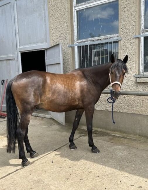 Lusitano-Wallach 13 Jahre Stockmass 154cm, Brigitte Fanetti, Konie na sprzedaż, Oftringen, Image 5