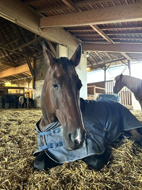 Oldenburger Wallach, Nico , Konie na sprzedaż, Schörfling am Attersee