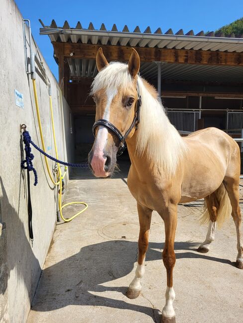 Palomino Wallach, Lusitano Mix, Manuela KUBNY , Konie na sprzedaż, Küßnach , Image 7