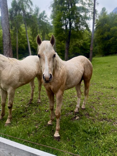Palomino Wallach (Wimpy Enkel) aus Top Reining Linien, Amelie Liegl, Konie na sprzedaż, Eppan