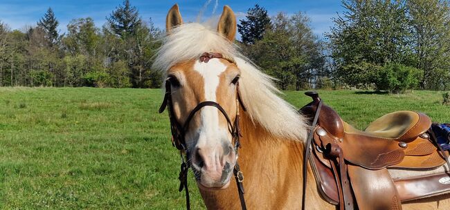 Traum Haflinger Wallach, Katja Milsch , Konie na sprzedaż, Schwanau, Image 22