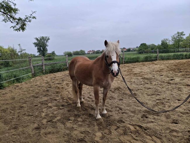 Haflinger wallach, Völner , Konie na sprzedaż, Győr