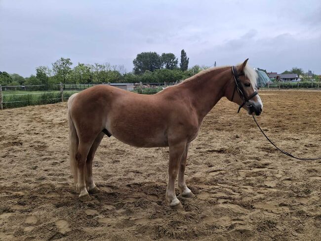 Haflinger wallach, Völner , Konie na sprzedaż, Győr, Image 2