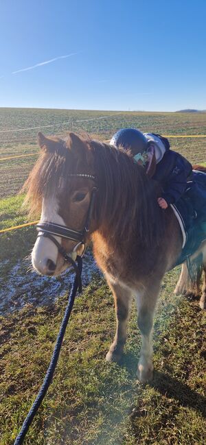 Welsh A Pony Wallach, Anna , Konie na sprzedaż, Hermsdorf, Image 2