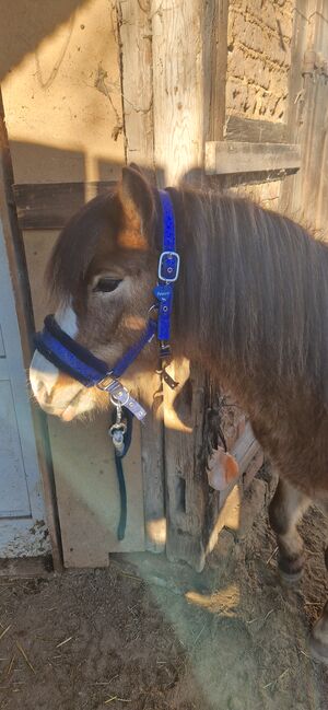 Welsh A Pony Wallach, Anna , Konie na sprzedaż, Hermsdorf, Image 3