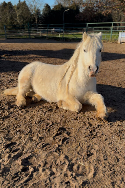 Welsh A Pony Wallach, Conny, Konie na sprzedaż, Issum, Image 3