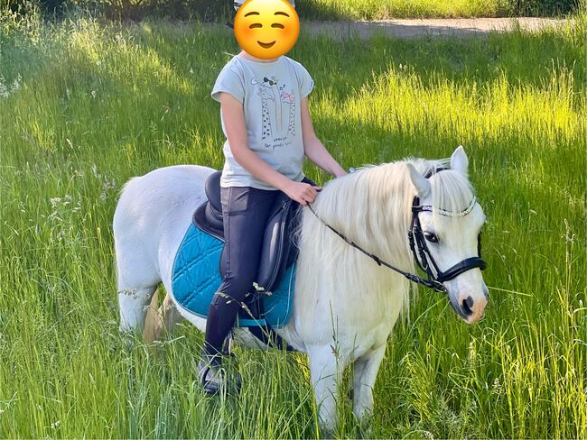 Welsh A Pony Wallach, Conny, Konie na sprzedaż, Issum, Image 5