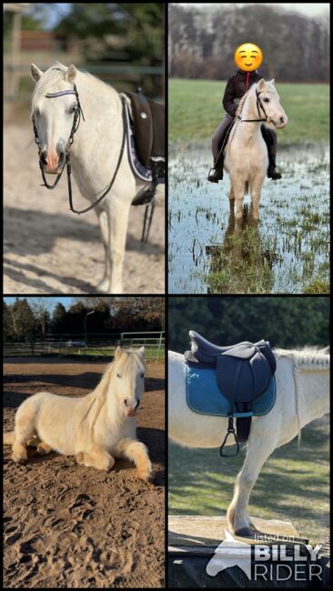 Welsh A Pony Wallach, Conny, Konie na sprzedaż, Issum, Image 11