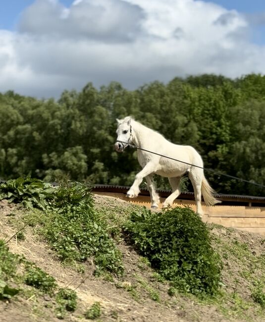 Welsh Pony Wallach, Conny Geurtz, Konie na sprzedaż, Issum, Image 10
