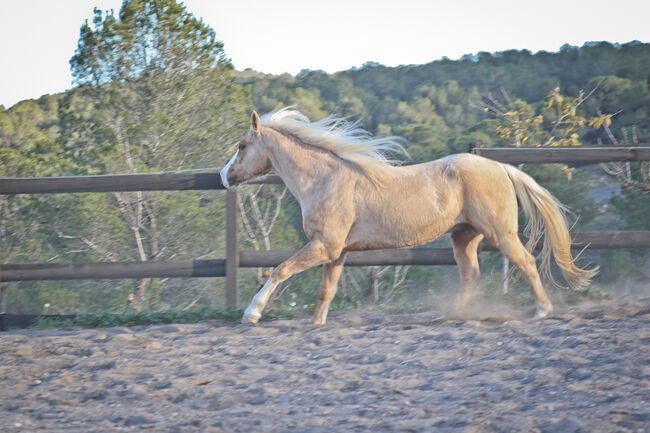 Palomino Quarter Horse Wallach AQHA Papiere, Yeguada Trébol, Konie na sprzedaż, Alcoy, Image 3