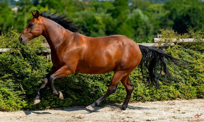 Quarterhorse-Wallach sucht neue Aufgaben, Gerhard Konir, Konie na sprzedaż, Lanzenkirchen