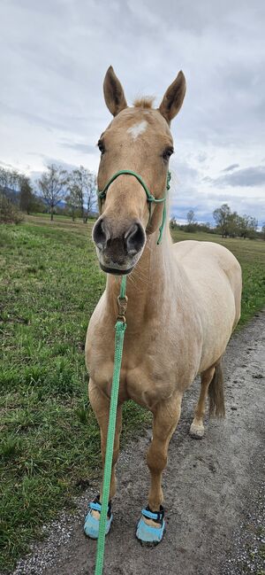 Quaterhorse Wallach abzugeben, Alexandra , Konie na sprzedaż, Lustenau , Image 5