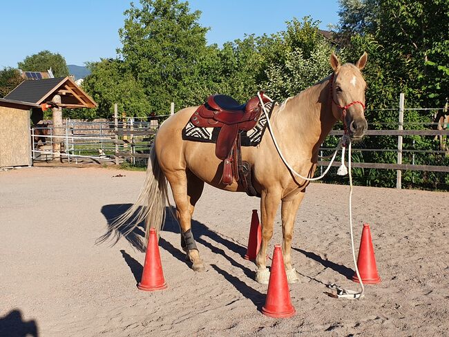 Quaterhorse Wallach abzugeben, Alexandra , Konie na sprzedaż, Lustenau , Image 8