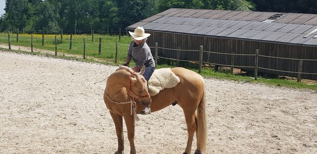 Quaterhorse Wallach abzugeben, Alexandra , Konie na sprzedaż, Lustenau , Image 12