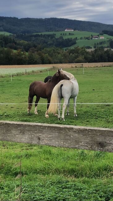 Welsh-Cob Wallach – Verlässlicher Freizeitpartner, Isabel, Konie na sprzedaż, Steyr, Image 14