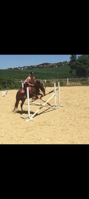 Welsh-Cob Wallach – Verlässlicher Freizeitpartner, Isabel, Konie na sprzedaż, Steyr, Image 10