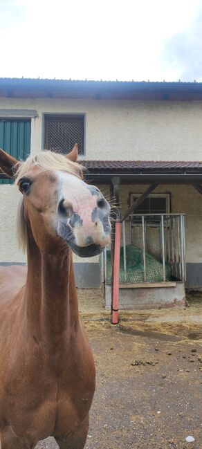 Welsh-Cob Wallach – Verlässlicher Freizeitpartner, Isabel, Konie na sprzedaż, Steyr, Image 8