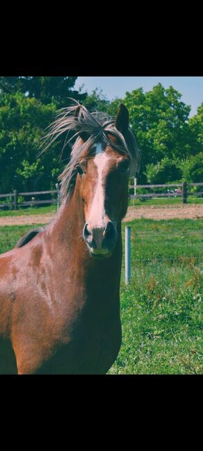 Welsh-Cob Wallach – Verlässlicher Freizeitpartner, Isabel, Konie na sprzedaż, Steyr, Image 6