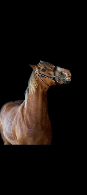 Welsh-Cob Wallach – Verlässlicher Freizeitpartner, Isabel, Konie na sprzedaż, Steyr, Image 4