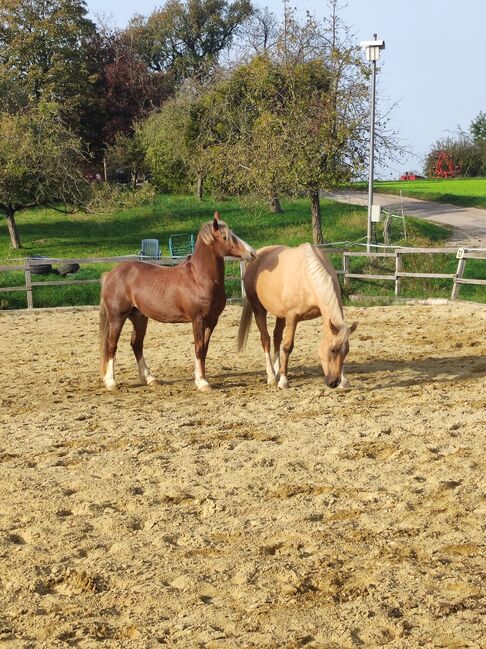 Welsh-Cob Wallach – Verlässlicher Freizeitpartner, Isabel, Konie na sprzedaż, Steyr, Image 3