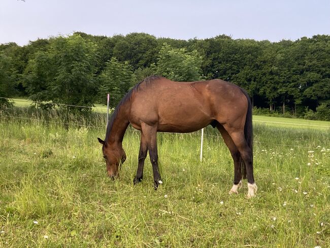 Freizeitpferd Wallach, Jasmin, Konie na sprzedaż, Dingelstädt 