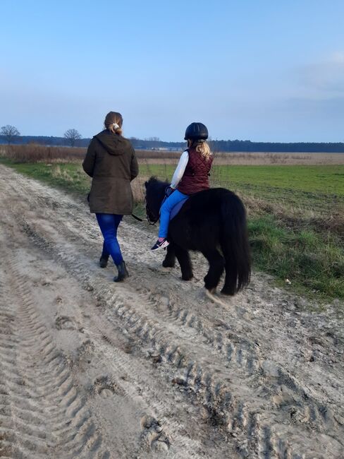 Shettywallach, Kinderpony, brav geritten, R.J., Konie na sprzedaż, Friedland