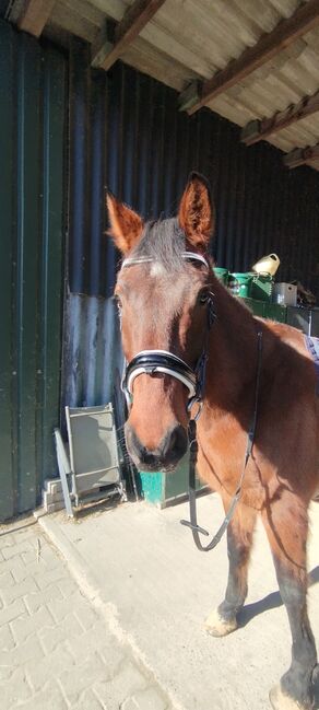 Warmblutwallach sucht....., AJ, Konie na sprzedaż, Kevelaer