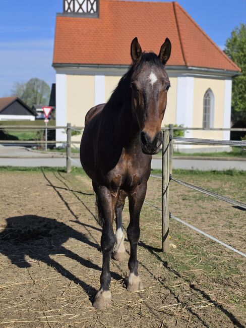Allrounder Wallach, K.B.Z. verkaufspferde , Konie na sprzedaż, Steiermark/Leibnitz 