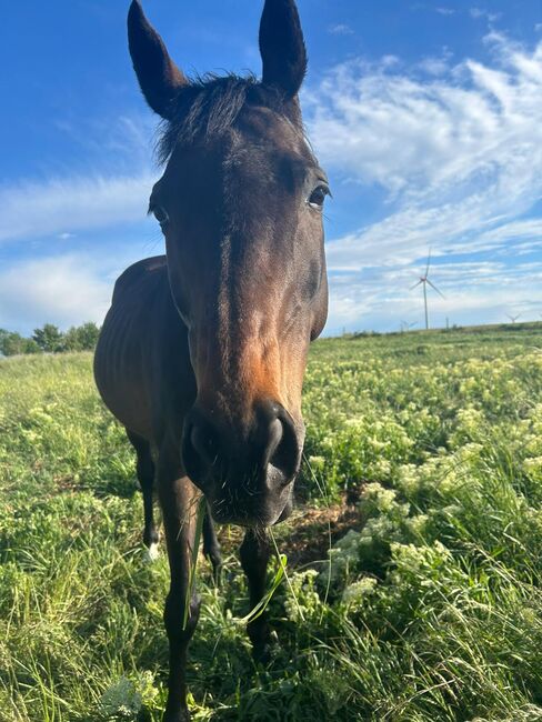 Wallach mit schönen Grundgangarten, Constanze Wienecke , Konie na sprzedaż, Aken 