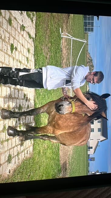 Kaltblut Wallach, Tanja Kufner , Konie na sprzedaż, Kipfenberg