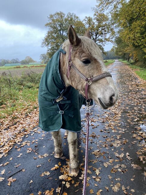 Waldhausen Regendecke mit Halsteil 145cm, Waldhausen, Maria - Sophie Schmidt, Horse Blankets, Sheets & Coolers, Garbsen