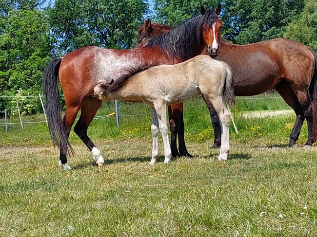 Welsh B Zuchtstute tragend vom Deutschen Reitpony, Tracy Prüsch, Konie na sprzedaż, Langen