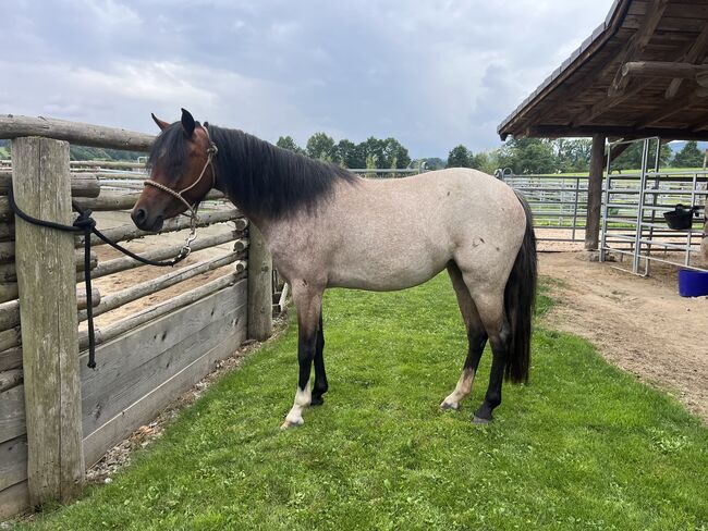 Walisisches Pony, Soukupová Tereza, Horses For Sale, Netolice, Image 3