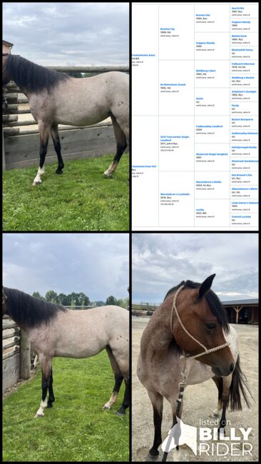 Walisisches Pony, Soukupová Tereza, Horses For Sale, Netolice, Image 6