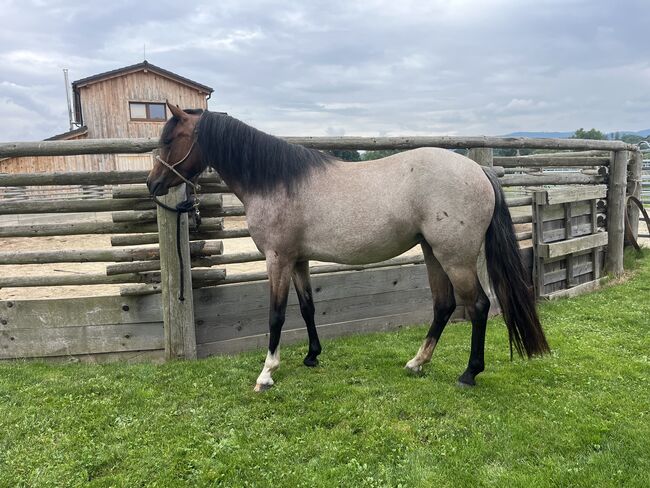 Walisisches Pony, Soukupová Tereza, Pferd kaufen, Netolice