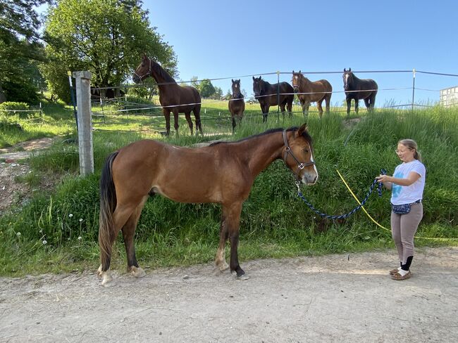 Wallach, 2 Jahre, Julia, Pferd kaufen, Erbach, Abbildung 5