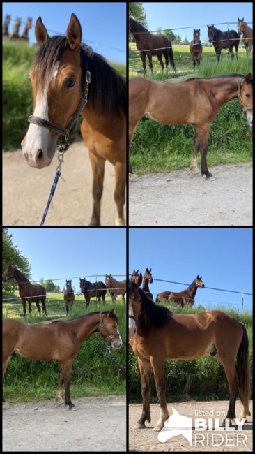 Wallach, 2 Jahre, Julia, Pferd kaufen, Erbach, Abbildung 7