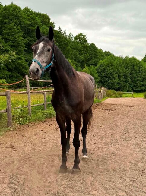 Wallach 4 J. Chacco Fly x Durango VDL / Zirocco Blue VDL, Ann, Konie na sprzedaż, Penkun 