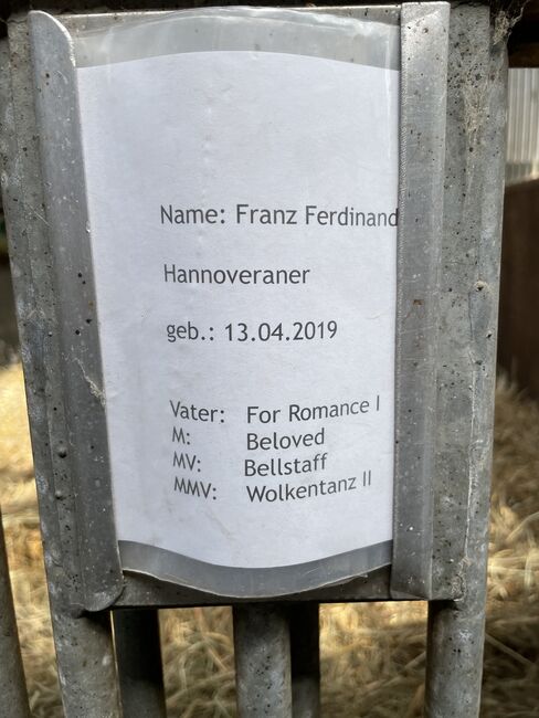 Wallach, 6 jährig, Dressur, Freizeit, Voltigieren, Isabell Rückert, Pferd kaufen, Gardelegen, Abbildung 3