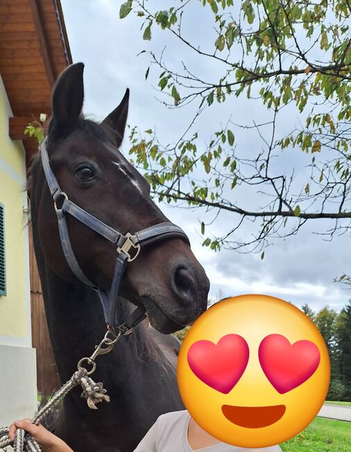 Wallach "Amigo", Daniela Krickler, Pferd kaufen, Nestelbach bei Graz