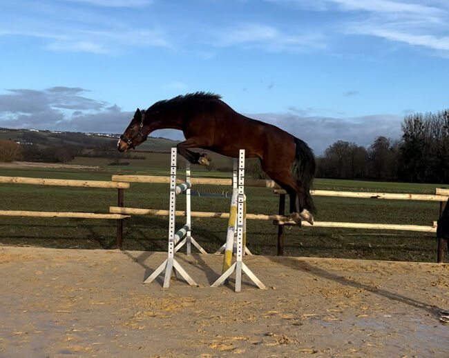 Wallach ca 1,70 cm von Leevster Pferd Springen Dressur, Kat, Pferd kaufen, Münstermaifeld, Abbildung 4