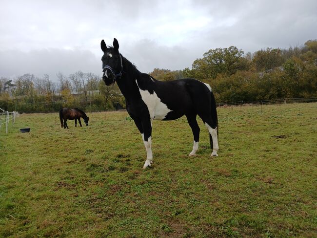 Wallach, Rappschecke, 165 cm, 18 Jahre, bedingt reitbar, Michaela, Pferd kaufen, Bad Soden-Salmünster