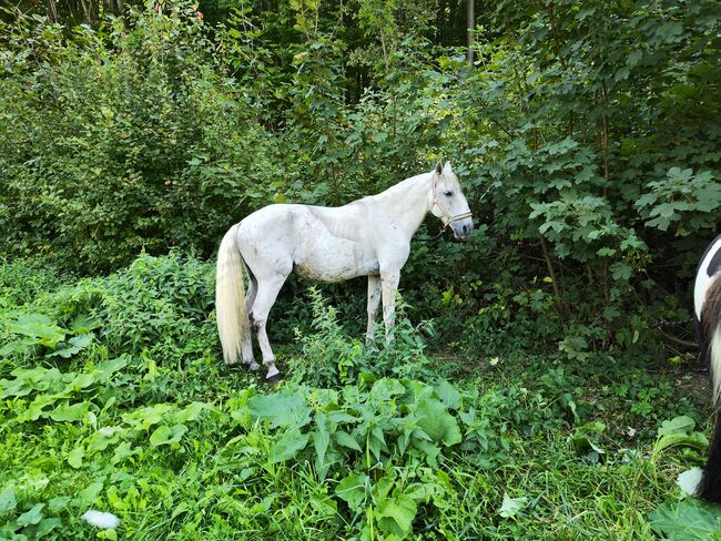 Wanderreit und Bodenarbeits-Pferd, Lusitano-Wallach, Felix, Horses For Sale, Pressbaum
