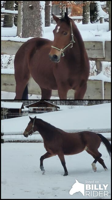 Warmblutstute, 2012, ca. 169 cm – Freizeitpartnerin mit Bodenarbeitsbasis, kein Anfängerpferd, Anna, Horses For Sale, Miesbach, Image 3