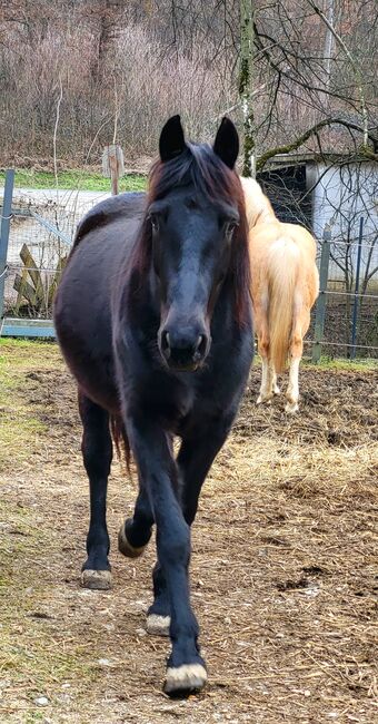 Warmblut Wallach, Rothmann Romana , Horses For Sale, Heiligenkreuz Im Lafnitztal , Image 4