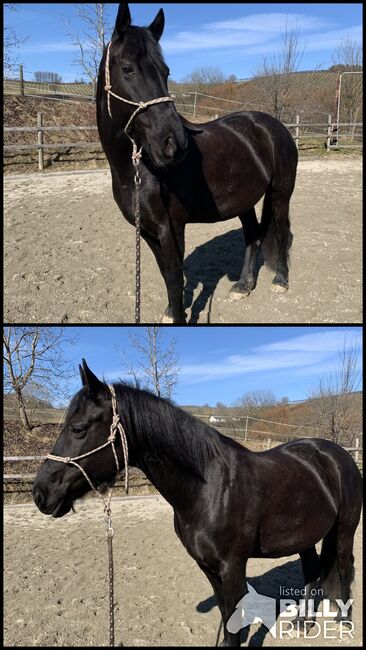 Warmblut-Friesen-Mix Stute, Tanja , Horses For Sale, Bad Gleichenberg, Image 3