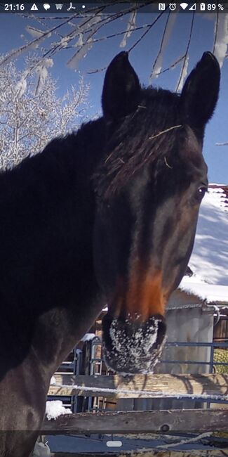 Warmblutstute, Sabine Poosch, Horses For Sale, Moosburg