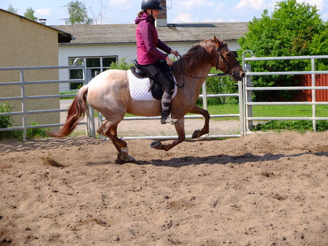 Warmblutstute "Perla"!, Pferdehandlung Christian Kürschner, Horses For Sale, Buttstädt, Image 8