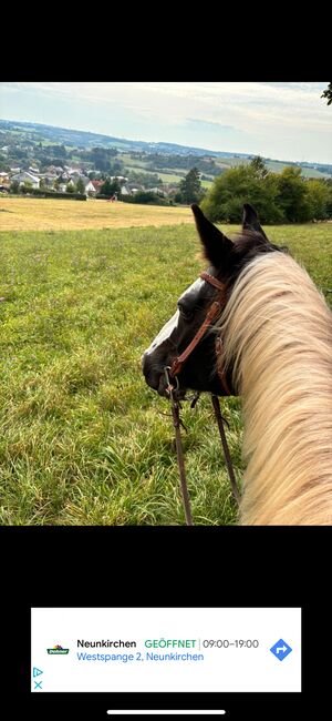 Warmblutmix Wallach 10 Jahre, Mandy , Horses For Sale, Merchweiler, Image 2