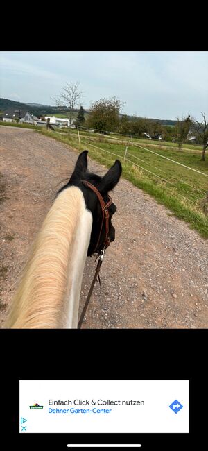 Warmblutmix Wallach 10 Jahre, Mandy , Horses For Sale, Merchweiler, Image 4